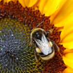 Océalia and TSE to develop agrivoltaic projects