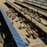 ‘Solar sheep’ help rural Australia go green, one panel at a time