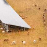 GreenGo obtains approval for agrivoltaic project in Italy